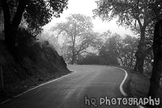 Trees, Road, & Fog black and white picture