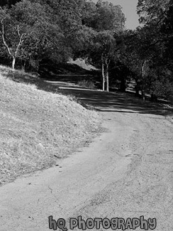 Shadows on Curvy Road black and white picture