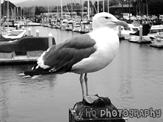 Seagull Close Up black and white picture