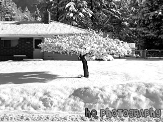 Snowy Tree black and white picture