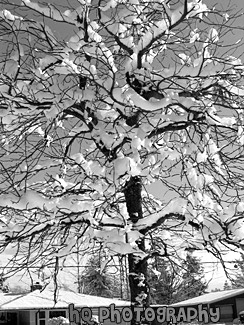 Snow Covered Tree black and white picture