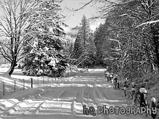 Beautiful Winter Snow Scene black and white picture