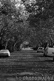 Fall Colors on Trees & Road black and white picture