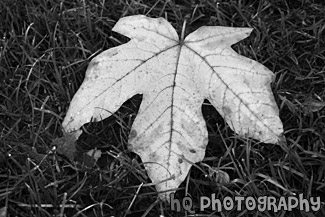 Close Up of Colorful Autumn Leaf black and white picture