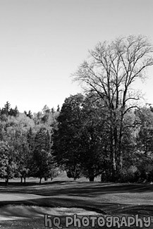 Fall Colors on Golf Course black and white picture