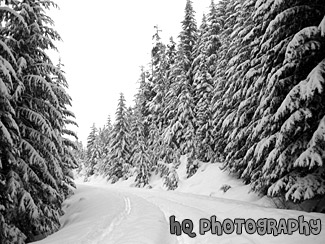 Snowy Trail black and white picture