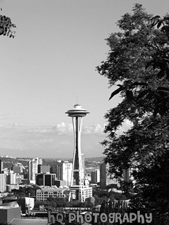 Tree & Space Needle black and white picture