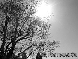 Sunshine black and white picture