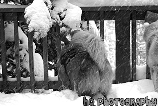 Two Dogs From Behind black and white picture