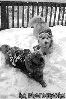 Dog Christmas Portrait black and white picture