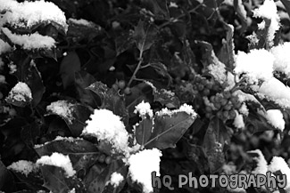 Green Leaf with Snow black and white picture