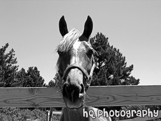 Horse Face Looking over Fence black and white picture