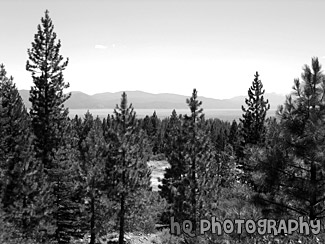 Lake Tahoe Through Trees black and white picture