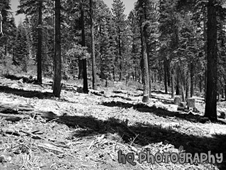 Trees in the Mountains of Lake Tahoe black and white picture