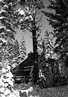 Cabin Scene in Lake Tahoe black and white picture