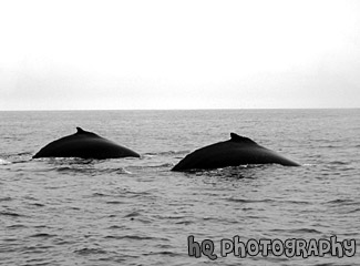 Backs of Whales black and white picture