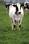 White Cow with Black Spots photo thumbnail