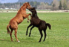 Horses Playing photo thumbnail