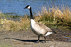 Brown & Black Goose photo thumbnail