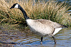Brown Goose in Lake photo thumbnail