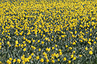 Field of Yellow Daffodils photo thumbnail