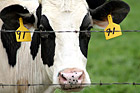 Cow & Barbed Wire photo thumbnail