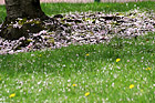 Spring Flowers on Grass photo thumbnail