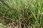 Thick Grass Close Up photo thumbnail