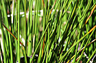 Tall Grass Up Close photo thumbnail