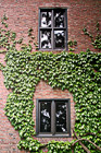 Brick Wall & Ivy at UPS photo thumbnail