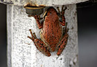 Brown Frog up Close photo thumbnail
