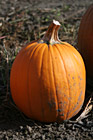 Single Pumpkin photo thumbnail