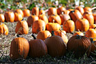 Pumpkin Patch photo thumbnail
