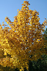 Yellow Tree Changing Color photo thumbnail