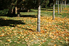 Fallen Leaves on Grass photo thumbnail