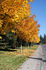 Row of Yellow Trees photo thumbnail