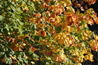 Colorful Leaves Changing Color photo thumbnail
