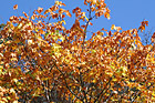 Orange Leaves & Blue Sky photo thumbnail