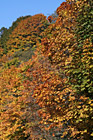 Fall Trees Changing Color photo thumbnail