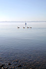 Ducks in Front of Sail Boat photo thumbnail