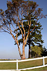 Tree, Blue Sky, & White Fence photo thumbnail