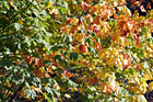 Close Up of Leaves Changing Color photo thumbnail