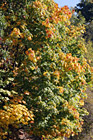 Close Up Tree Changing Color photo thumbnail
