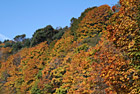 Trees Changing Color photo thumbnail