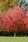 Red Autumn Tree photo thumbnail