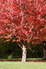 Red Tree Leaves up Close photo thumbnail