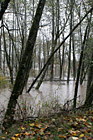 Trees in Flooded River photo thumbnail