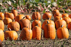Batch of Pumpkins photo thumbnail