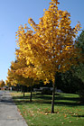 Yellow Leaves on Trees Along Road photo thumbnail