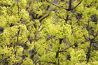 Close Up of a Tree in Bloom photo thumbnail